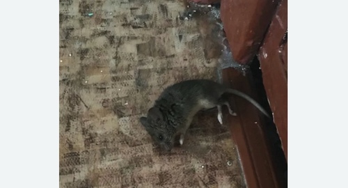 Дезинфекция от мышей в Теряево
