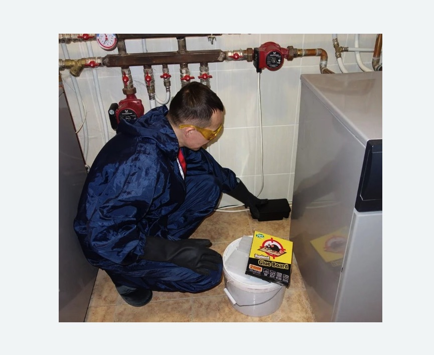 Уничтожение крыс в Теряево