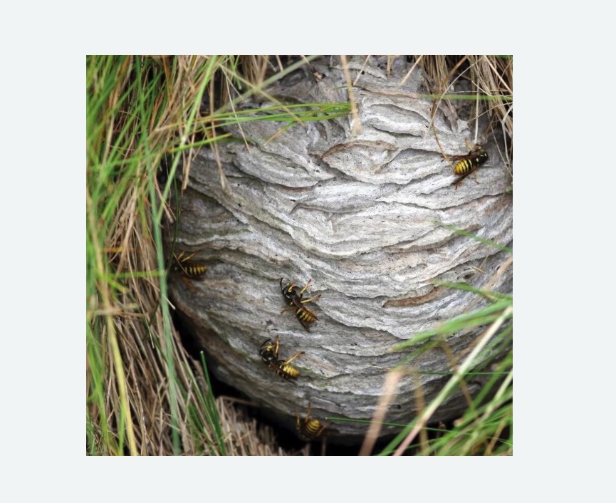 Уничтожение ос и ульев в Теряево